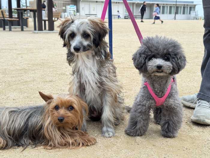 グーグルピクセル9a 愛犬3匹